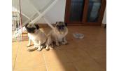 Lola y Bimba 4