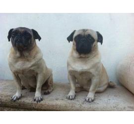 Cleo y Napo