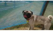Moncho 3