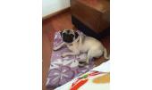 Moncho 5