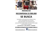 Moncho 8