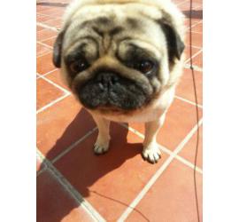 Duque
