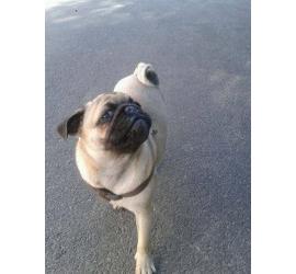 Lola