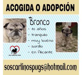 Bronco