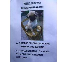 Lomi