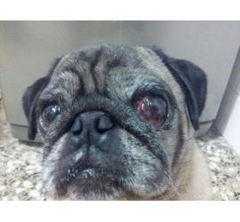 Bruno
