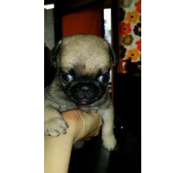 2 cachorras de Carlino