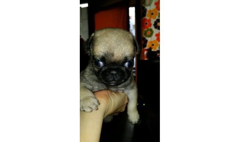 2 cachorras de Carlino 1
