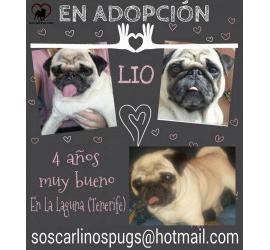 Lio