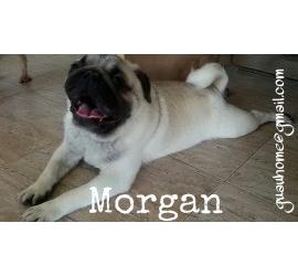 Morgan