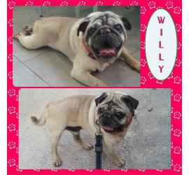 Willy
