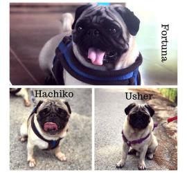 Fortuna, Usher y Hachiko