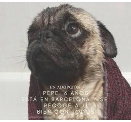 Pepe