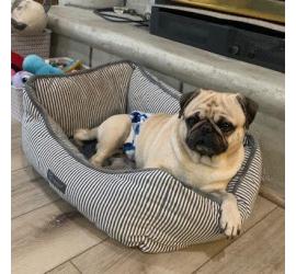 Gordo