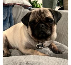 Arlo