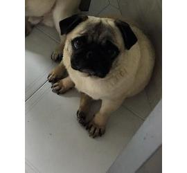 Pipa (Pixi)