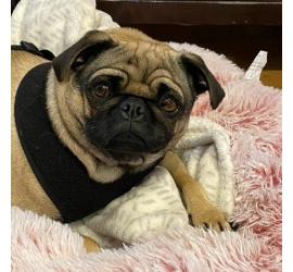 Ms. Pug