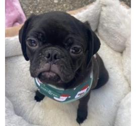 Ralphie