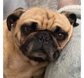 Rosie