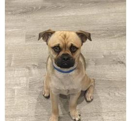 Sam