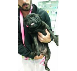 Blacky
