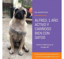 Alfred