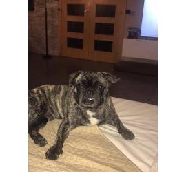 Vito