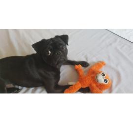 Blacky