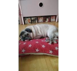 Bimba