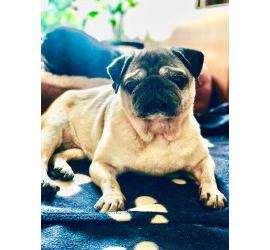 Coqui