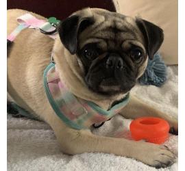 Bella