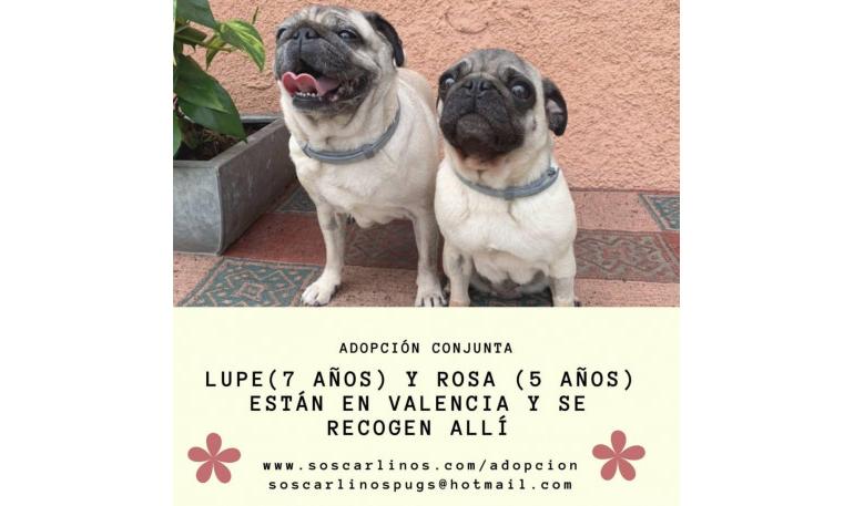 Rosa y Lupe 1