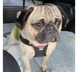 Louie 0722