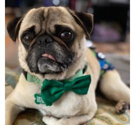 Pugosaurus Rex