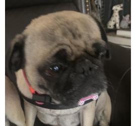 Cloe