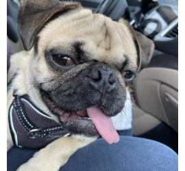 Pugsley (Buddy)