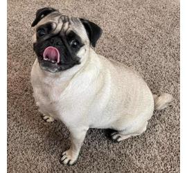 Stella