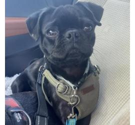 Bruno (Rocco)