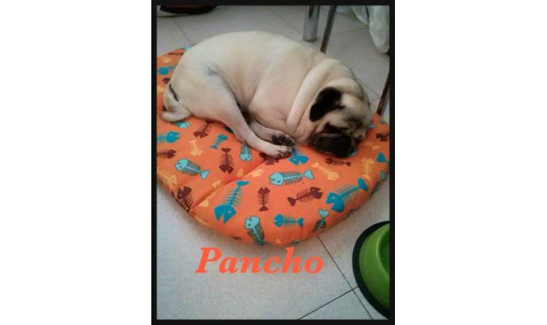 Pancho 8
