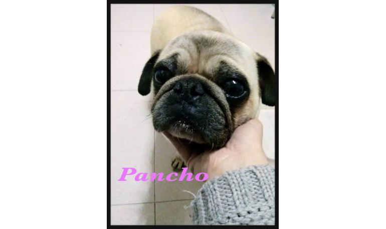 Pancho 9