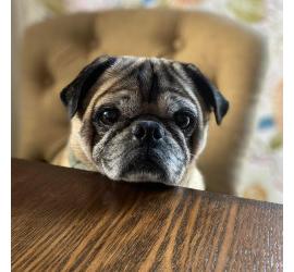 Gus