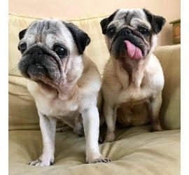 Kira y Dinki