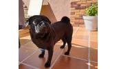 Cuca 2
