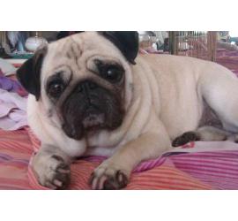 Lola