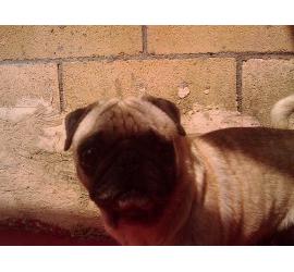 Lino