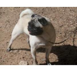 Cuca