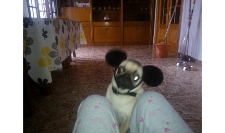 Adoptar un perro adulto