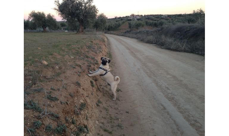 Técnicas para capturar un perro de la calle - Rescate