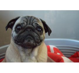Consejos para educar un perro adoptado