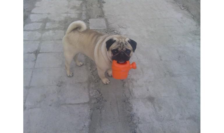 Flores y plantas venenosas para perros